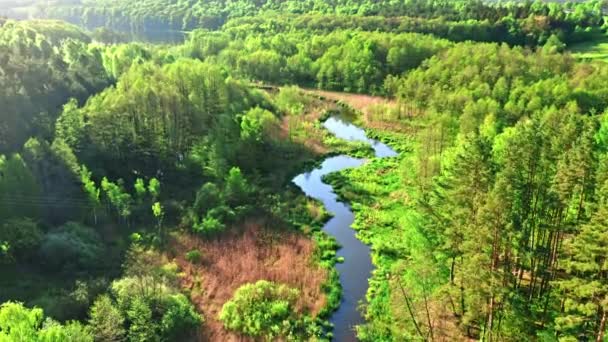 Rivière et forêt verte au lever du soleil au printemps. — Video