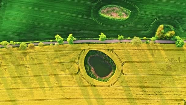 从上往下看波兰农村的小麦和油菜地 波兰农业的空中观点 — 图库视频影像