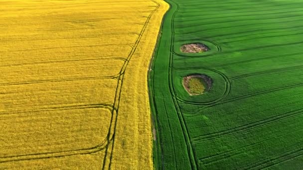 Yellow Green Field Countryside Sunrise Aerial View Agriculture Poland — Stock Video