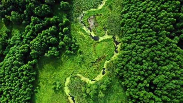 Alghe Verdi Piccolo Fiume Paludi Vista Aerea Della Fauna Selvatica — Video Stock