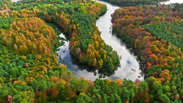 Flod Brun Skov Efteråret Luftfoto Dyrelivet Natur Polen Europa – Stock-video