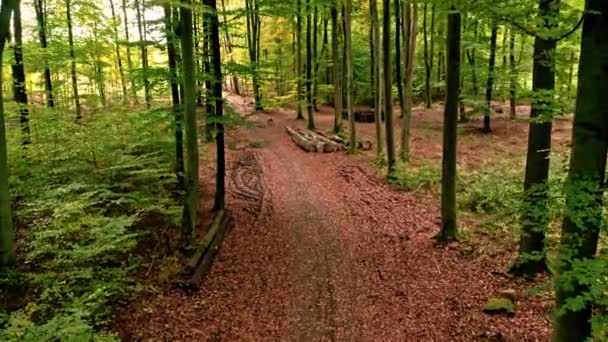 Bunte Wälder Herbst Luftaufnahme Der Tierwelt Natur Polen Europa — Stockvideo