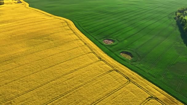 Stunning Green Yellow Field Spring Sunrise Aerial View Agriculture Poland — Stock Video