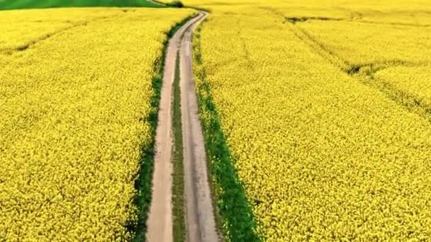 Route Campagne Champ Viol Jaune Pologne Vue Aérienne Agriculture Pologne — Video