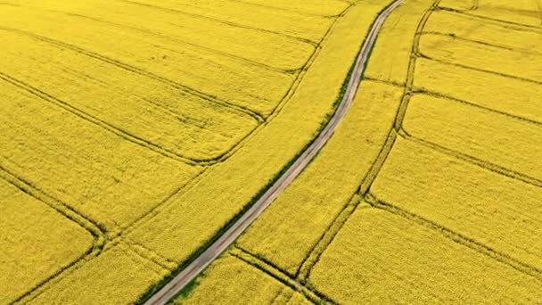 Big Blooming Yellow Rape Field Country Road Poland Aerial View — Stock Video