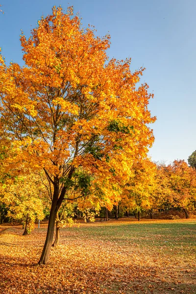 Natura Durante Autunno Polonia Sentiero Delle Foglie Foresta Autunno — Foto Stock