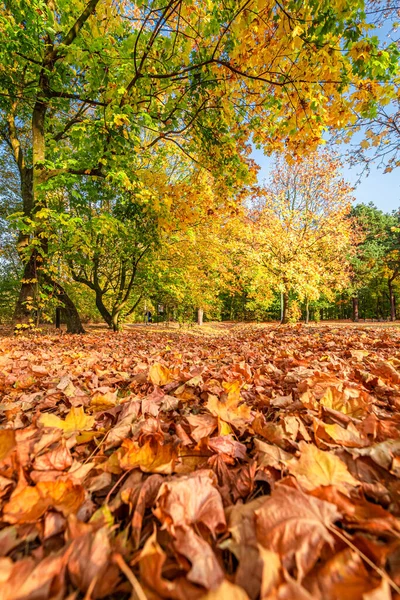 秋には道や森を紅葉します ポーランドの秋の自然 — ストック写真