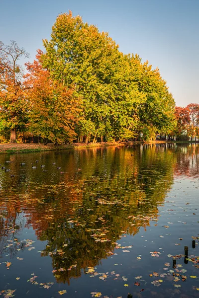 Kolorowy Las Nad Rzeką Jesienią Natura Jesienią Polsce — Zdjęcie stockowe