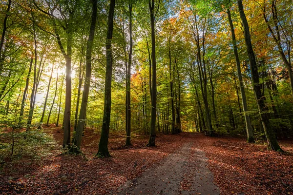 Дика Природа Восени Польщі Ліс Браун Восени Польща — стокове фото