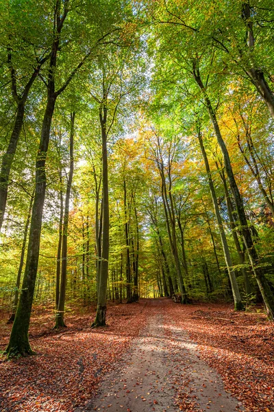 Brown Forest Polsku Podzim Divoká Zvěř Během Podzimu Polsku — Stock fotografie