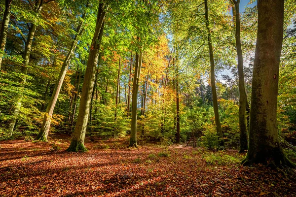 Floresta Outono Deslumbrante Nascer Sol Vida Selvagem Durante Outono Polônia — Fotografia de Stock