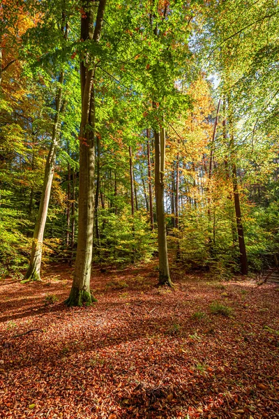 Güneşli Sonbaharda Güzel Bir Orman Polonya Sonbahar Boyunca Vahşi Yaşam — Stok fotoğraf
