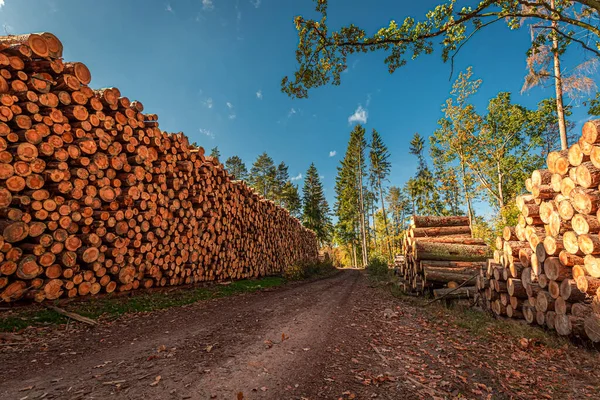 Armazenado Floresta Derrubando Árvores Polônia Natureza Durante Outono Polônia — Fotografia de Stock