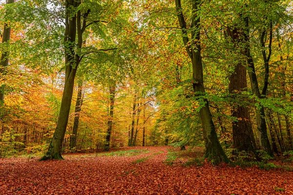 Polonya Harika Bir Sonbahar Ormanı Polonya Sonbahar Boyunca Vahşi Yaşam — Stok fotoğraf