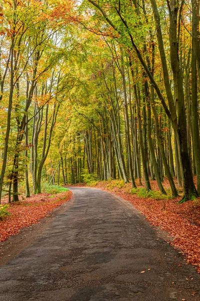 Donkere Weg Kleurrijk Bos Herfst Natuur Tijdens Herfst Polen — Stockfoto