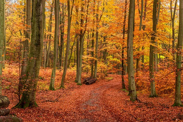 Sonbaharda Altın Orman Polonya Sonbahar Avrupa Doğa — Stok fotoğraf