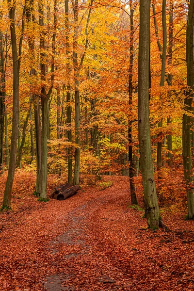 Złoty Jesienny Las Polsce Natura Jesienią Europa — Zdjęcie stockowe