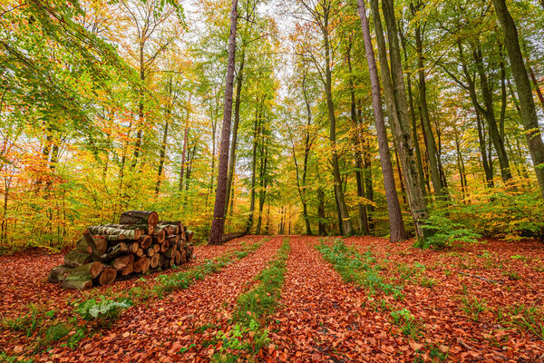 Leafy Path Autumn Forest Europe Nature Fall Poland Royalty Free Stock Images