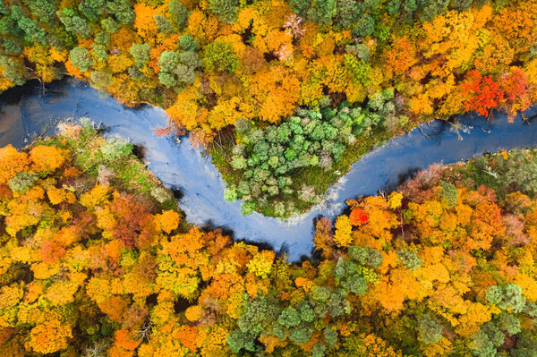 Colorful Forest River Aerial View Wildlife Autumn Autumn Poland Stock Image