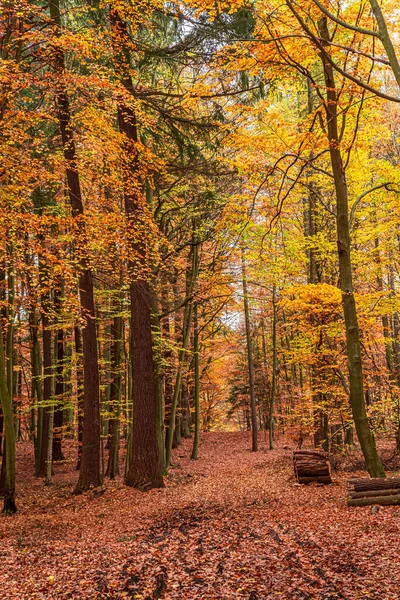 ヨーロッパのカラフルな秋の森 ポーランドの秋の自然 — ストック写真