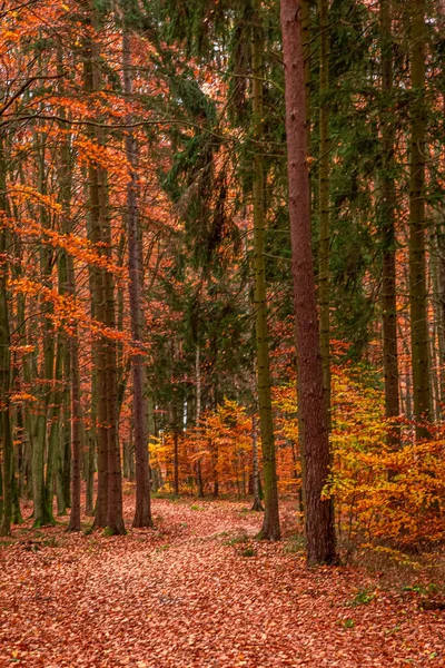 Polonya Nın Sonbaharında Yapraklarla Dolu Kahverengi Bir Orman Avrupa Vahşi — Stok fotoğraf