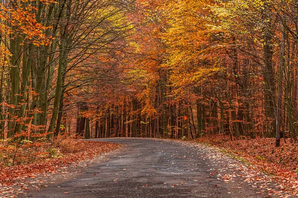 ポーランドの秋の茶色の森 秋から森への交通 — ストック写真