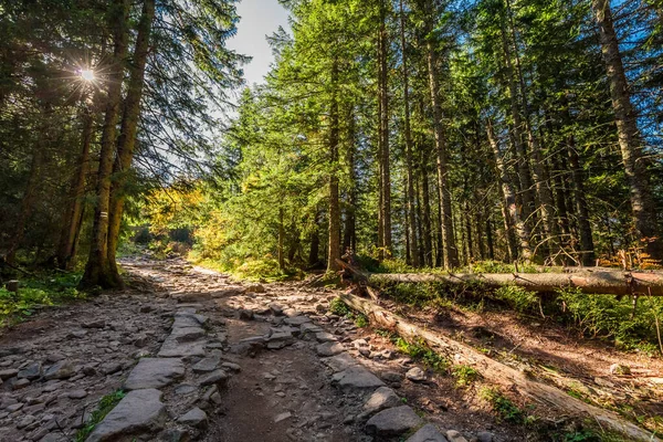Foresta Soleggiata Montagna Tatra Autunno Fauna Selvatica Polonia Europa — Foto Stock