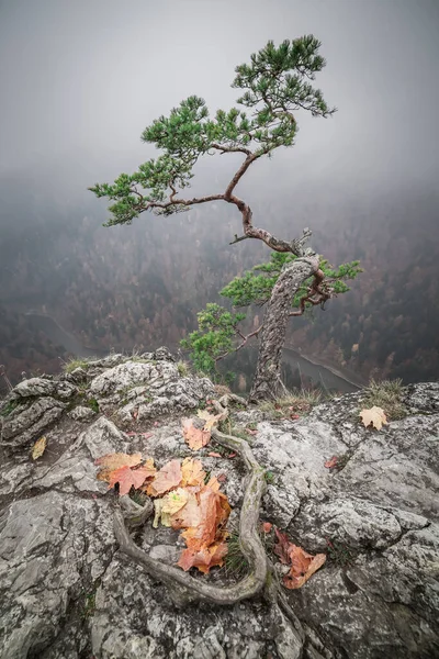 Misty Sokolica Peak Pieniny Mountains Wildlife Autumn Poland — Stock Photo, Image