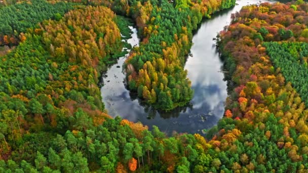 Angin Sungai Dan Hutan Berwarna Warni Musim Gugur Pemandangan Udara — Stok Video