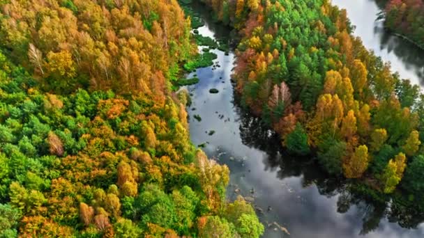 Luchtfoto Van Wilde Dieren Rivier Bruin Bos Herfst Natuur Polen — Stockvideo