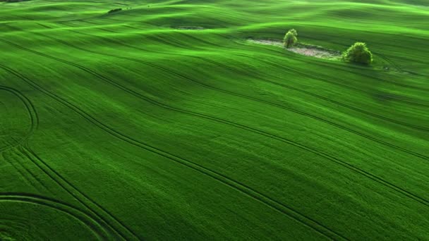 Campo Verde Primavera Ensolarada Campo Vista Aérea Agricultura Polónia — Vídeo de Stock