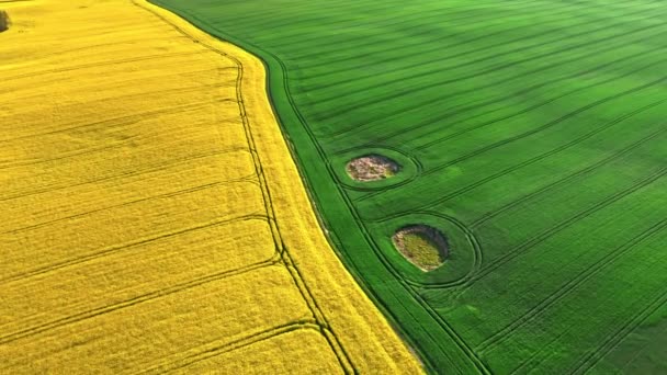Colza Campo Trigo Amanecer Primavera Vista Aérea Agricultura Polonia — Vídeos de Stock