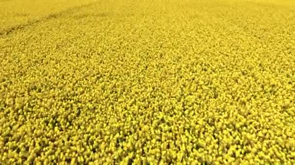 Grande Campo Violação Florescente Polónia Vista Aérea Agricultura Polónia — Vídeo de Stock