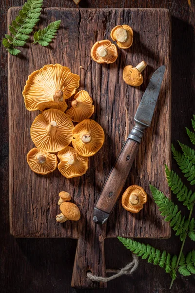 Wilde Nobele Chanterelle Paddenstoelen Rechtstreeks Uit Het Bos Wilde Verse — Stockfoto