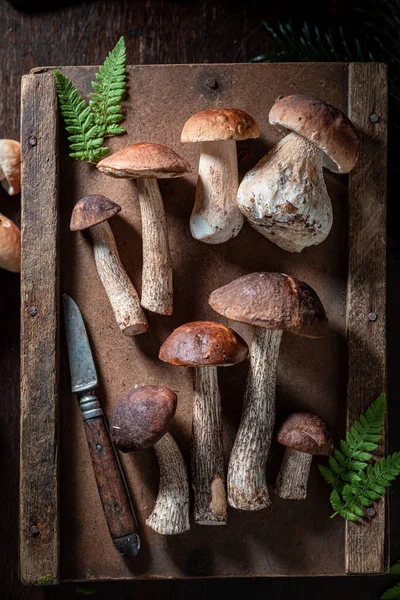 Cogumelos Saudáveis Aromáticos Diretamente Floresta Colheita Outono Floresta — Fotografia de Stock