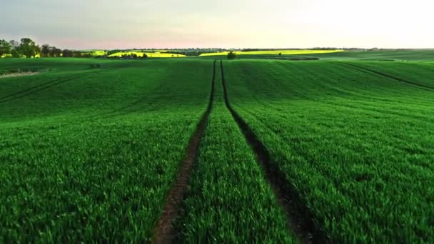 Aerial View Wheat Countryside Sunrise Aerial View Agriculture Poland — Stock Video