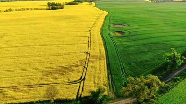 波兰农村一片开花结果的油菜地 波兰农业的空中观点 — 图库视频影像