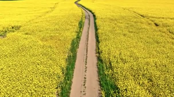Blooming Yellow Rapeseed Field Country Road Poland Aerial View Agriculture — Stock Video