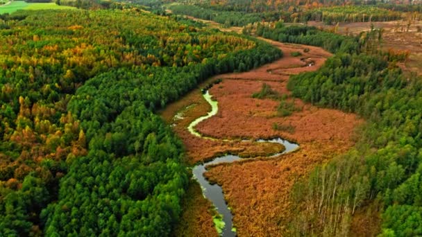 Kleurrijke Moerassen Rivier Herfst Luchtfoto Van Wilde Dieren Natuur Polen — Stockvideo