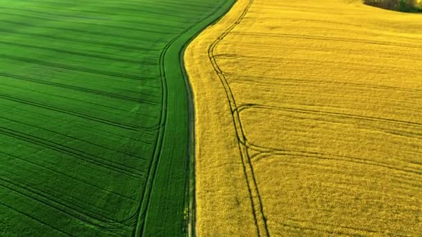 Green Yellow Field Countryside Sunrise Aerial View Agriculture Poland — Vídeos de Stock