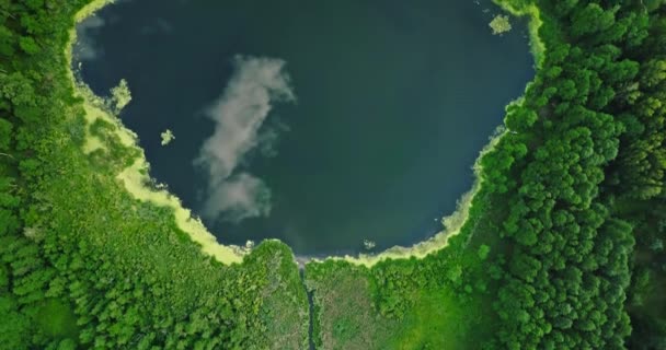 Grünalgen Auf Dem See Die Darüber Fliegen Luftaufnahme Der Natur — Stockvideo