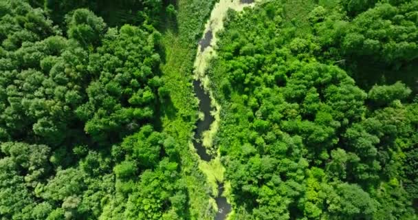 Algas Verdes Rio Pântanos Vista Aérea Natureza Polônia Europa — Vídeo de Stock