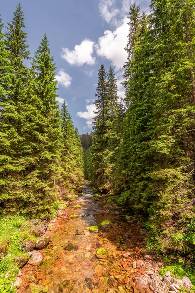 Гірська Річка Дерева Долині Косциеліска Татри Польща — стокове фото