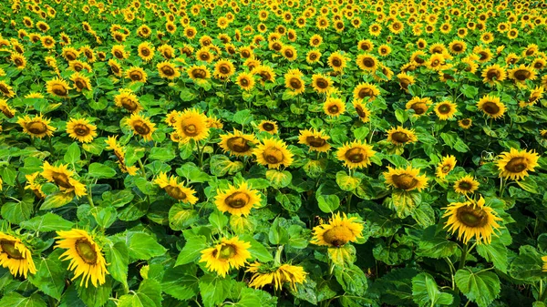 Blooming Sunflower Field Agriculture Poland Aerial View Nature — Stock Photo, Image