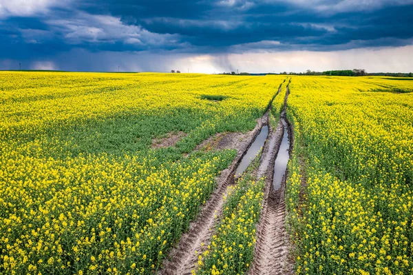 Blommande Gula Rapsfält Polen Landsbygd Naturen Våren Europa — Stockfoto