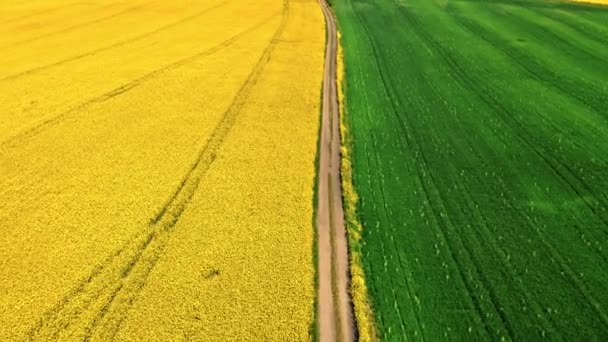 Blooming Rape Field Country Road Spring Aerial View Agriculture Poland — Stock Video