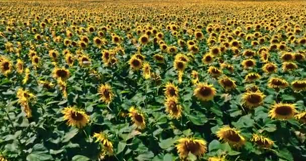 Blooming Sunflower Field Sunny Summer Aerial View Agriculture Poland — Stockvideo