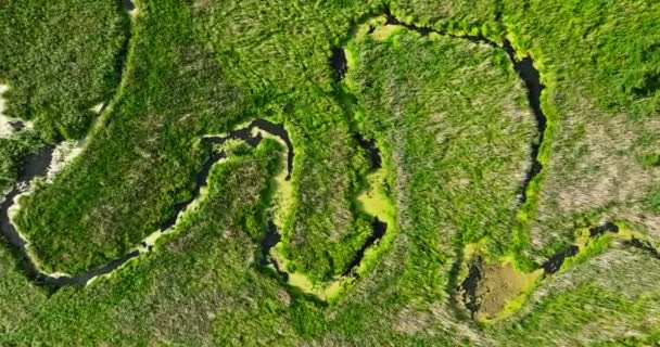 Aerial View River Swamps Summer Europe — Stockvideo