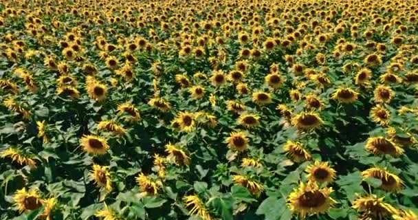 Blooming Sunflower Field Poland Aerial View Agriculture Europe — Vídeo de Stock