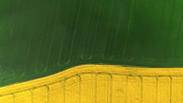 Top View Green Yellow Field Countryside Aerial View Agriculture Poland — Vídeo de Stock